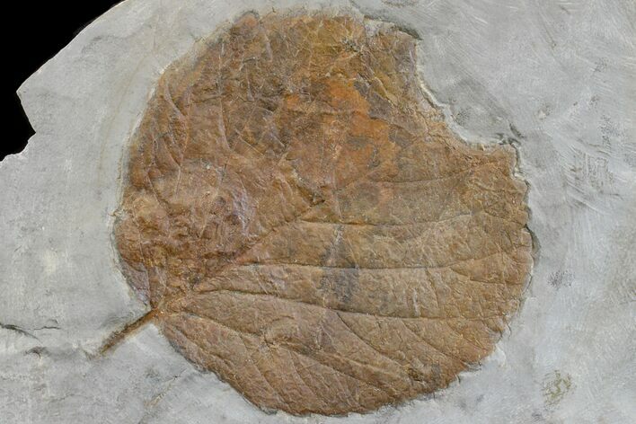 Paleocene Fossil Leaf (Davidia) - Montana #165010